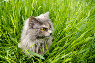 Naklejka na ściany i meble Gray british cat in green grass.