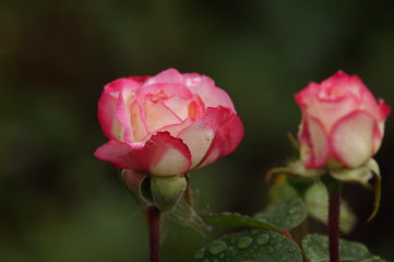 Scarlet with white rose