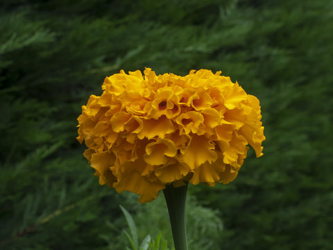 Tagetes erecta. Roses d'Inde parente de l'oeillet d'Inde