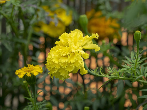 Tagetes erecta. Roses d'Inde parente de l'oeillet d'Inde