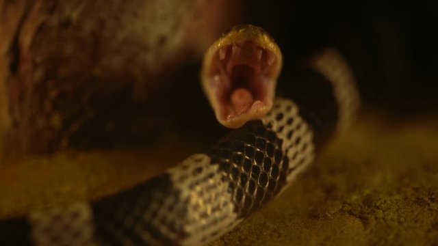 slow-motion of Close up Blue Krait snake ( Bungarus candidus) open mouth
