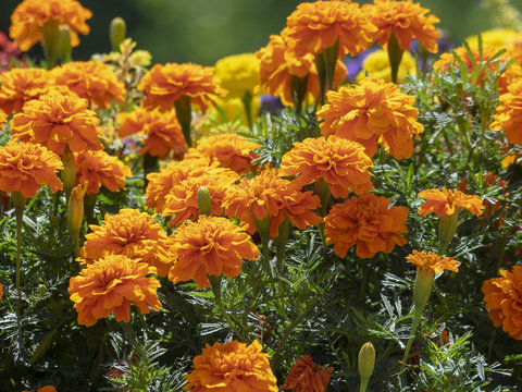 Tagetes erecta. Roses d'Inde parentes de l'oeillet d'Inde