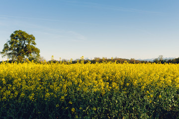 Fototapeta premium Champ de colza en Béarn