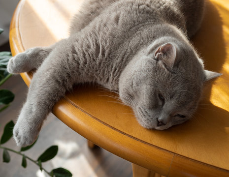 Big Grey Cat Lying On The Table