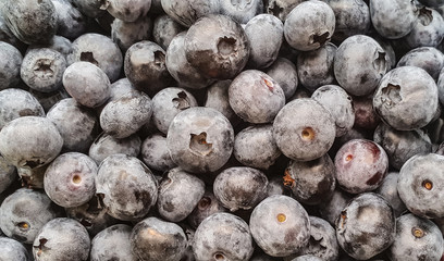 blueberry close-up