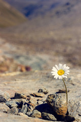 Gänseblümchen im Hochgebirge