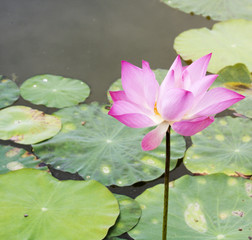 Pink lotus in the lagoon