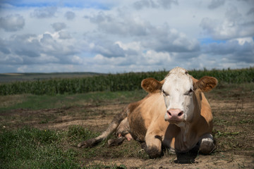 Cow on a spring farm pasture. Very funny dairy cow lies on the grass and looks at the camera.
