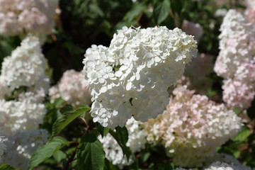Flowering of the white Hydrangea Paniculata in the city park. Tardiva grade
