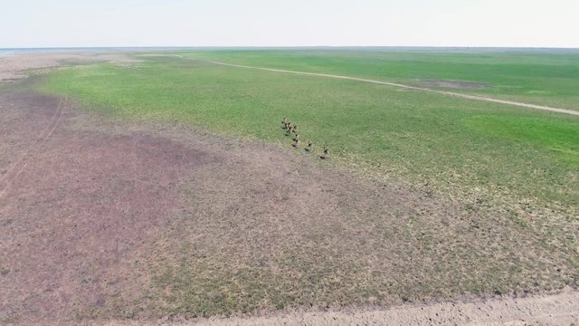 Drone Aerial footage of wild Moufflons running through green meadow. Day time. Dzharylgach island at spring. Kherson region near Ochakov city, Ukraine