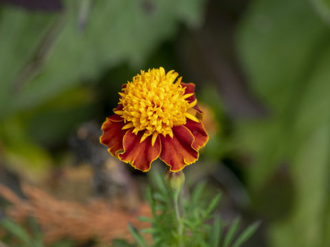 Tagetes patula. Oeillets d'Inde parentes de la rose d'Inde