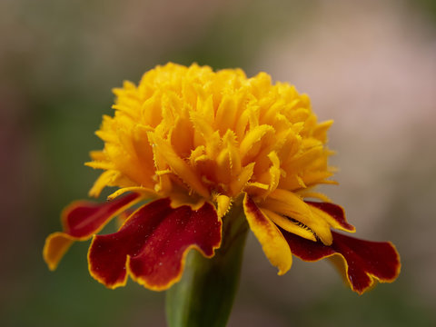Tagetes patula. Oeillets d'Inde parente de la rose d'Inde