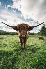 Scottish highland cow or kyloe looking in the lens