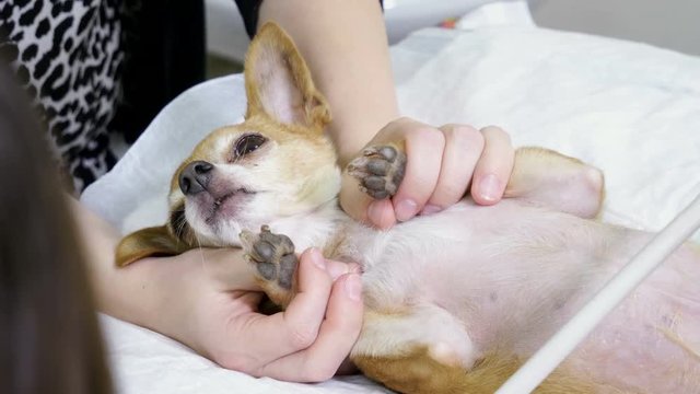 Medical scan. Domestic chihuahua dog is on ultrasound diagnosis in a veterinary clinic. 4K