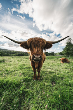 Scottish highland cow or kyloe looking in the lens