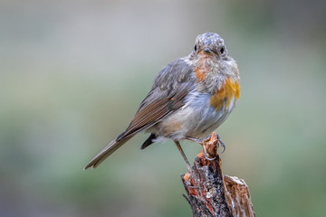 Redbreast