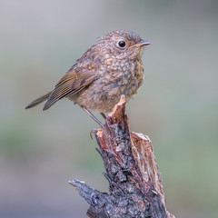 Redbreast