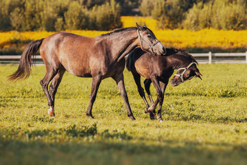 Obraz na płótnie Canvas Horses are playing in paddock 