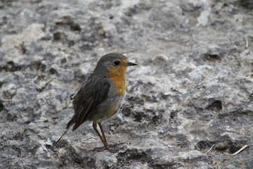 Pájaro