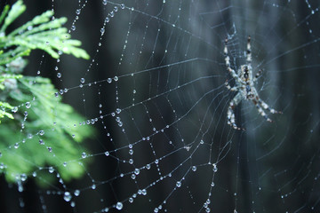 pająk w pajęczynie - obrazy, fototapety, plakaty