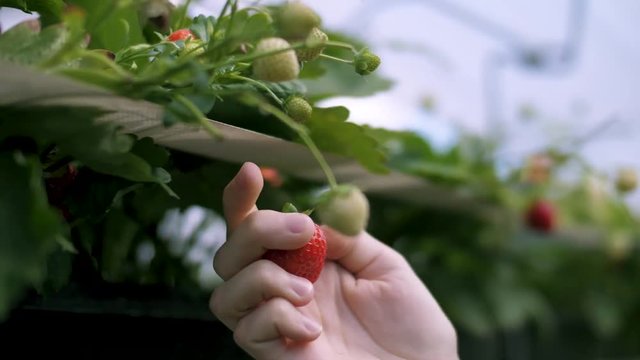 Erdbeere ernten/pfl&uuml;cken V2 (Slow Motion)