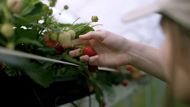 Erdbeere pfl&uuml;cken (Slow Motion)