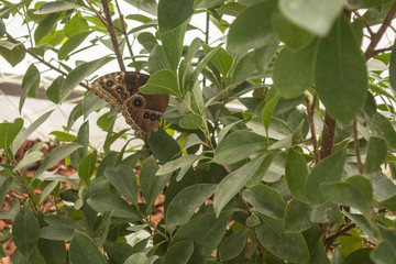Beautiful butterfly in artificial surroundings in Butterfly Exhibit 