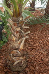 Beautiful butterfly in artificial surroundings in Butterfly Exhibit 