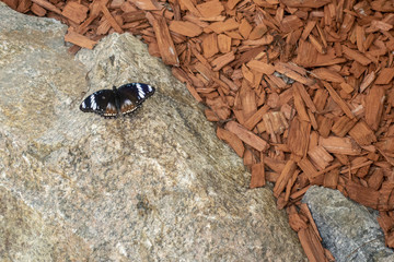 Beautiful butterfly in artificial surroundings in Butterfly Exhibit 