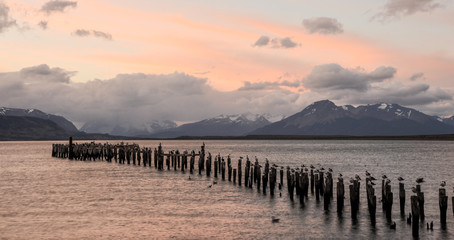 Seagulls standing on wooden logs in the sea during the sunset. Old deck in Puerto Natales, Chile.