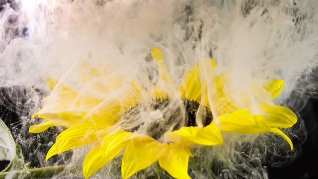 Amazing spreading of paint on a beautiful sunflower against black background.