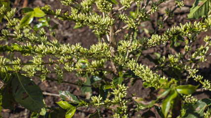 Coffee beans in growth on tree 