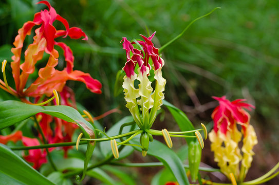 Fototapeta "Climbing Lily" or "Gloriosa Superba" (botanical name) is Blooming In Nature of A Botanical Garden.