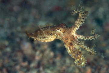 Blue ring octopus (Hapalochlaena lunulata). Picture was taken in Lembeh strait, Indonesia