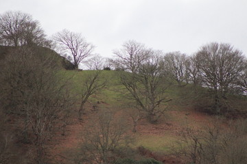 Fototapeta premium Woodland Trees