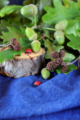 Branches of oak tree with green acorns. Forest composition