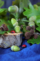 Branches of oak tree with green acorns. Forest composition