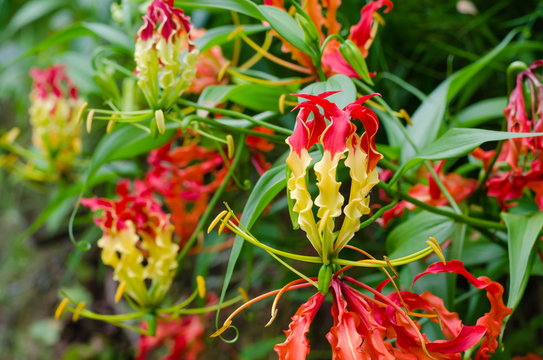 Fototapeta "Climbing Lily" or "Gloriosa Superba" (botanical name) is Blooming In Nature of A Botanical Garden.