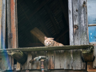 Homeless cat lives in the attic of an old house