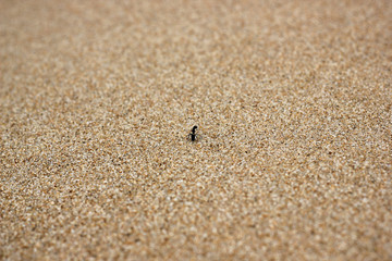 Fototapeta na wymiar Close up photo of alone ant on bright golden beach sand. Concept of loneliness, solitariness, determination, leadership