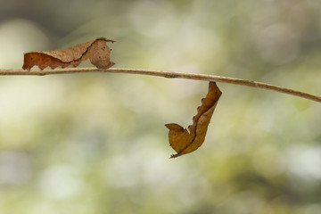 Mature caterpillar of common lascar butterfly ( Pantoporia hordonia ) walking on host plant twig