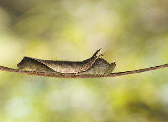 Caterpillar of common lascar butterfly ( Pantoporia hordonia ) walking on twig