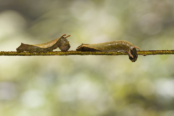 Caterpillar of common lascar butterfly ( Pantoporia hordonia ) walking on host plant twig