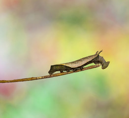 Caterpillar of common lascar butterfly ( Pantoporia hordonia ) walking on twig