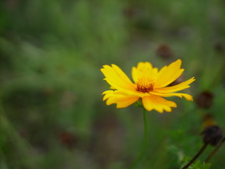 옆에서 바라본 노란 꽃