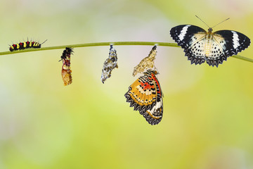 Transformation de chenille de papillon chrysope léopard ( Cethosia cyane euanthes ) mue papa et chrysalide accroché sur twig