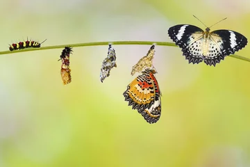 Papier Peint photo Papillon Transformation de chenille de papillon chrysope léopard ( Cethosia cyane euanthes ) mue papa et chrysalide accroché sur twig