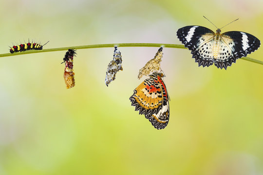 Transformation from caterpillar of Leopard lacewing butterfly ( Cethosia cyane euanthes ) molting papa and chrysalis hanging on twig