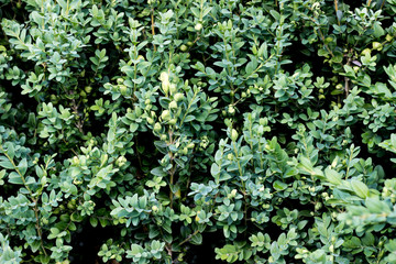 Green plants background