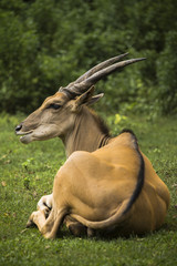 sleep thigt early deer